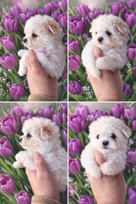 Băiețel bichon maltez mic