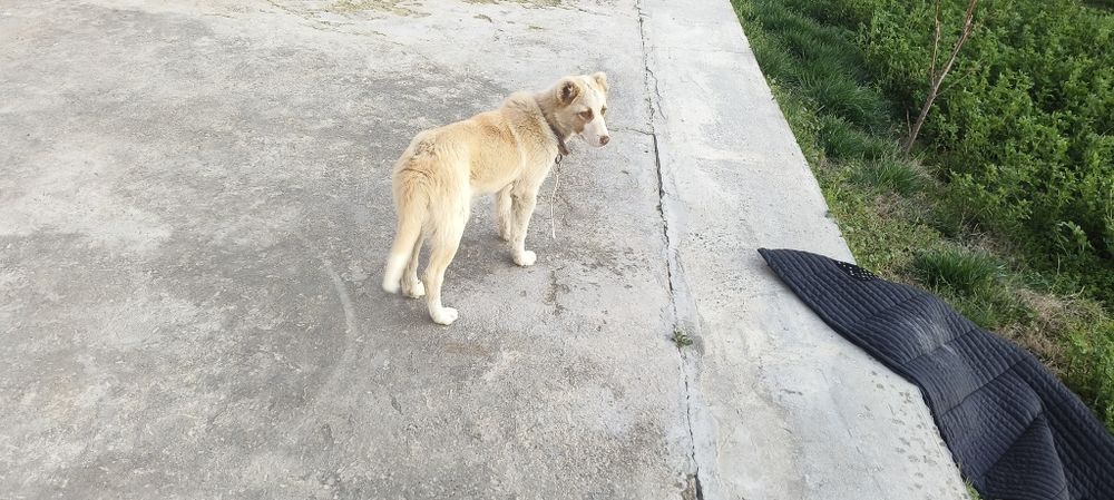 Alabay bollasi zottor