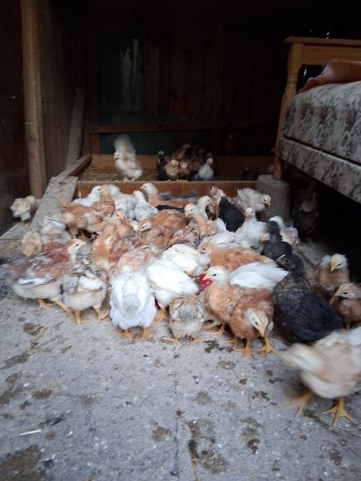Pui   de  găină  de casă