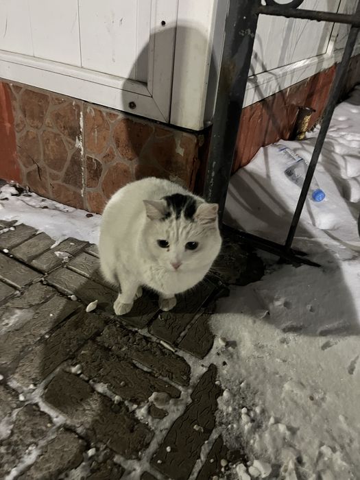 Котик  ищет  дом