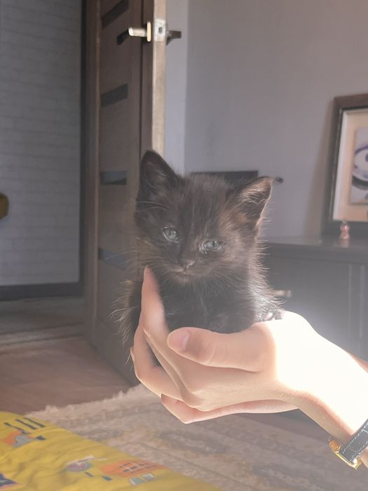 Отдаем котяту в хорошие руки