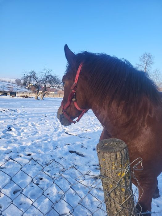 Noatină de vânzare