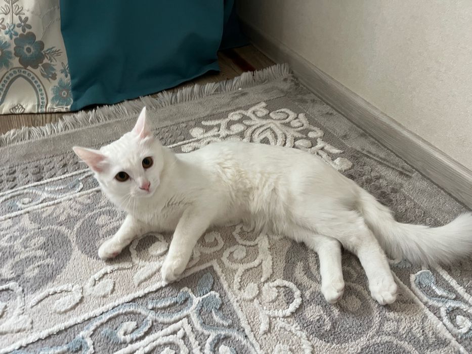 Отдам кошку в добрые руки