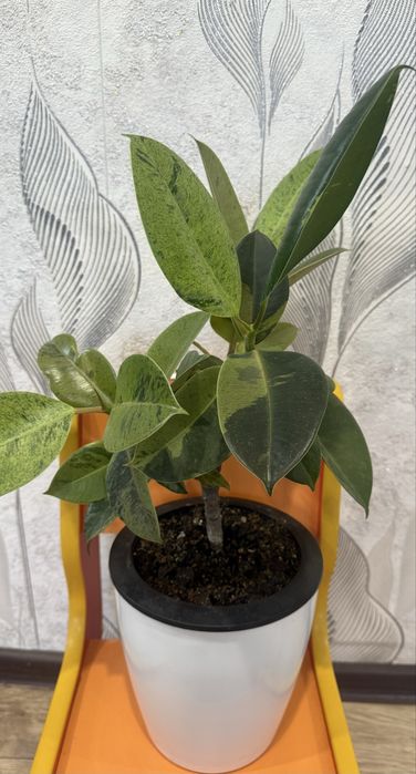 Продам фикусы разные