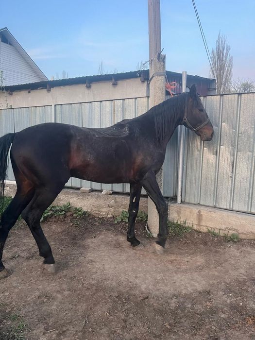 Айгыр жеребец  8 жасар