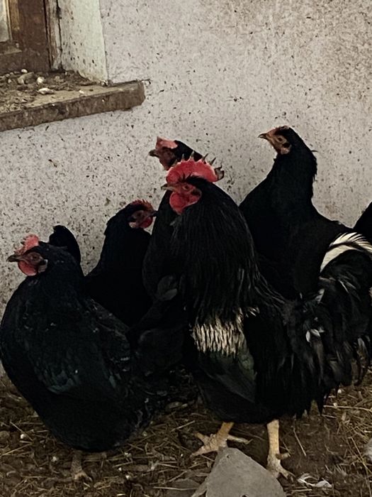 Продам домашних петушков.