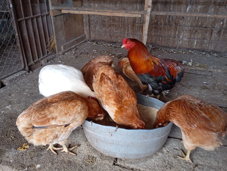 Vand gaini rasa Araucana