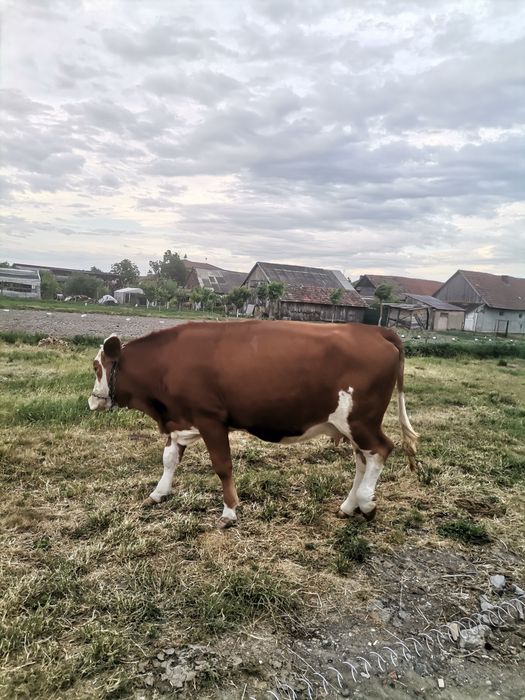 Vaca baltata românesca