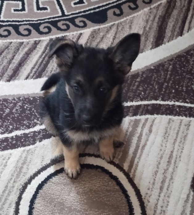 Немецкая овчарка