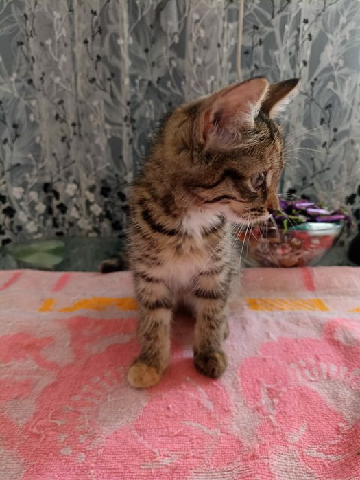 Отдам котят в добрые руки
