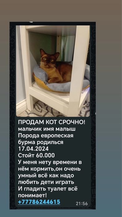 Кот европейская бурма