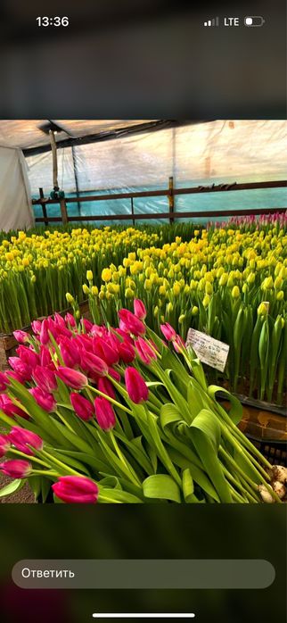 Тюльпаны оптом не дорого