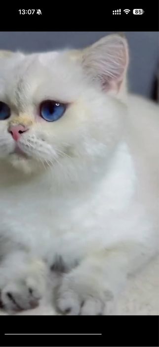 Продается привозная девочка родословными документами