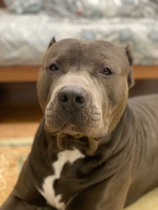 Вязка. Питбуль, внук Халка.