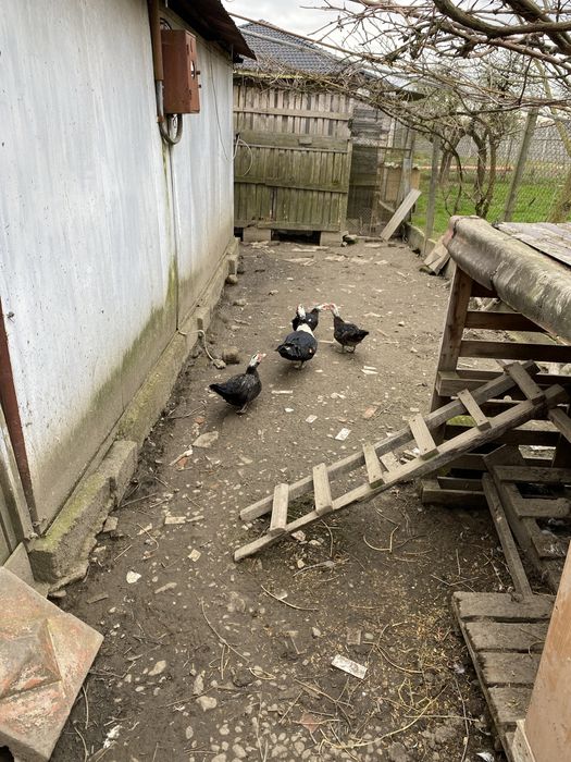 Vand rate mute de anul trecut