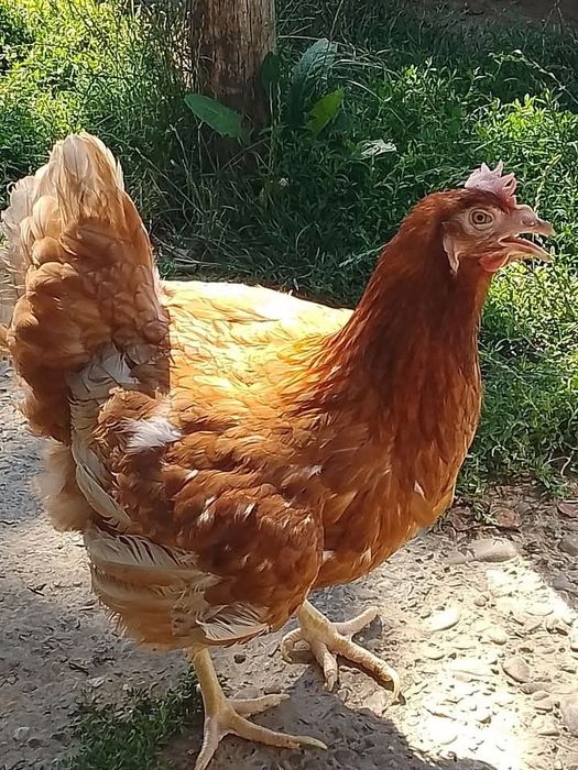 Găini roșii outoare