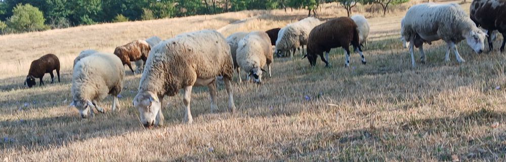 Oi de vânzare, Texel și pătată olandeză