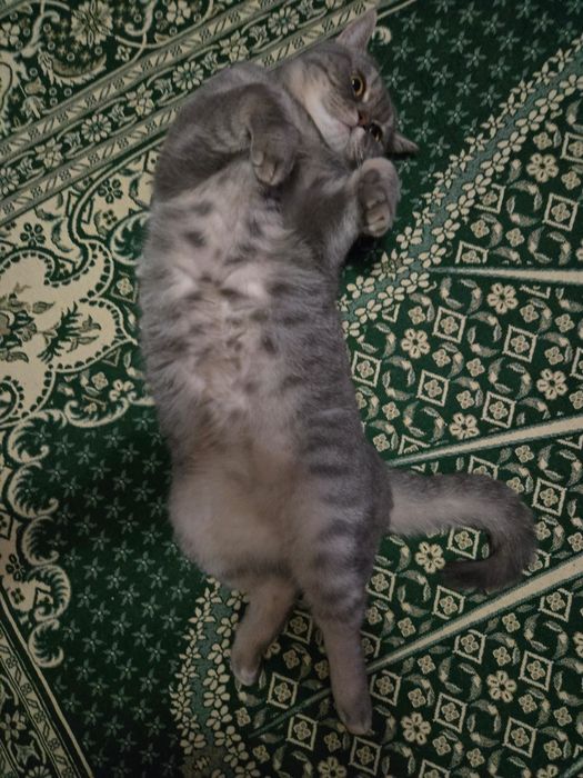 Отдам кошку в добрые руки