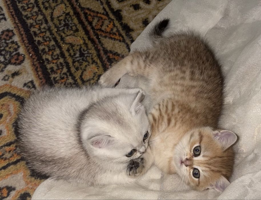 Котята британские короткошёрстные