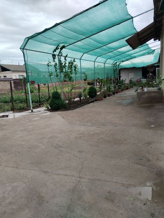 Pradayotsa xom 9sotih