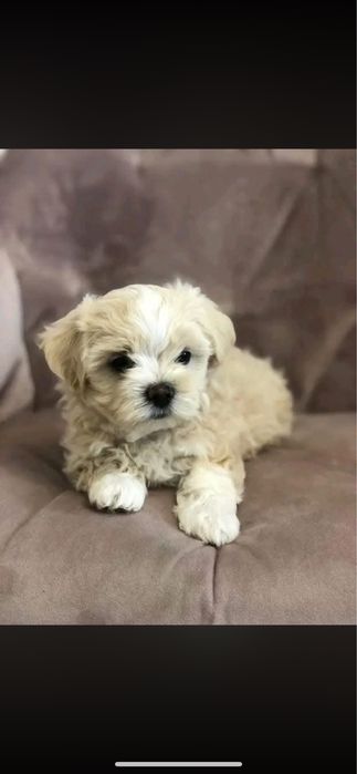 Maltipoo Talie Mica Disponibil