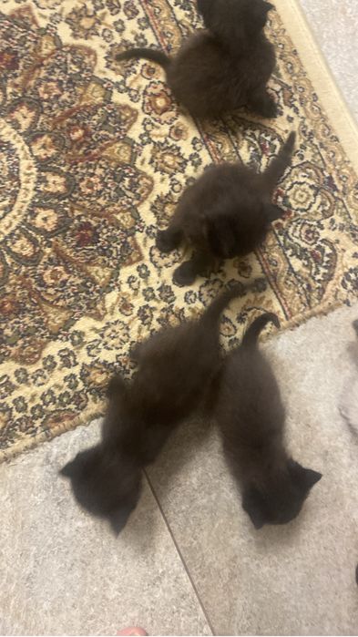 котята возраст 1,5месяца