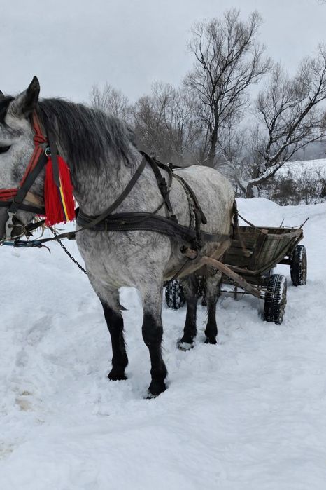 Vând mânză grea blândă trage bine garantată preț 2500 de euro negociab