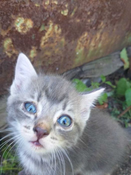 Котята разноцветные