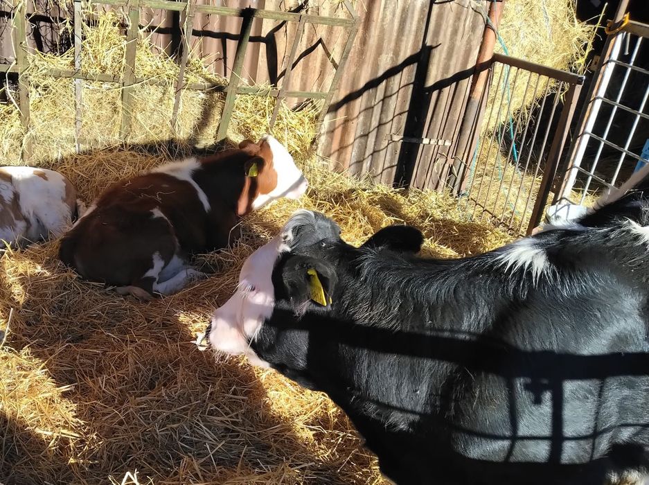 Vitei,vitele,juninci