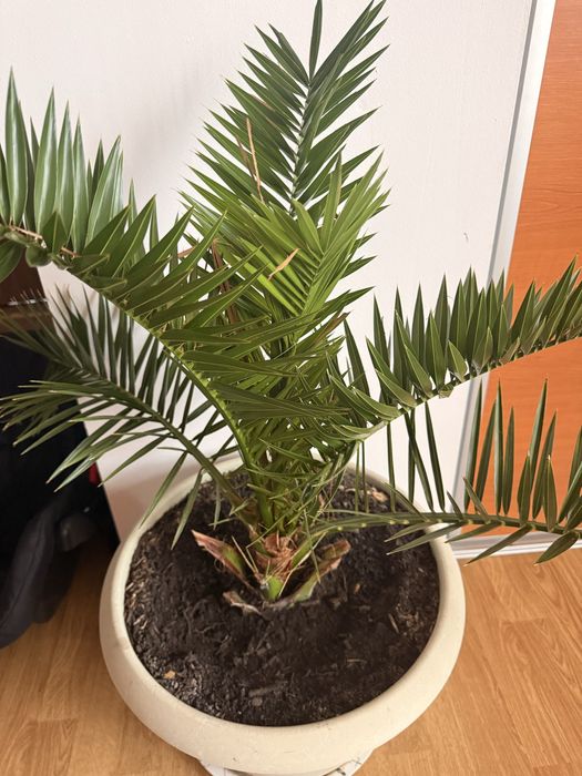 Vand pui de palmier Curmali. paharul contine 2 pui de palmieri