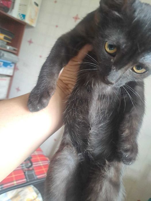 2 Черных котят в добрые руки!
