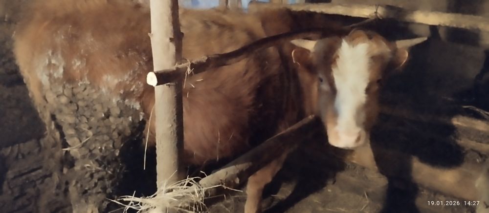 Продам 2 быков хороший