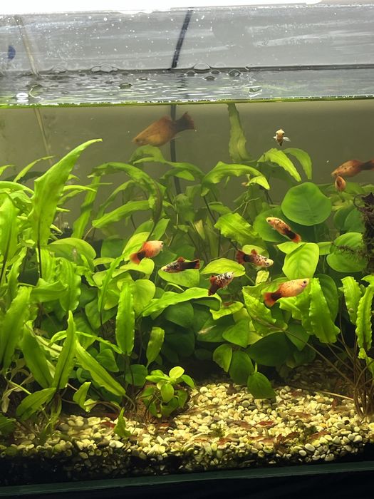 Аквариум 30 л.,40 л.