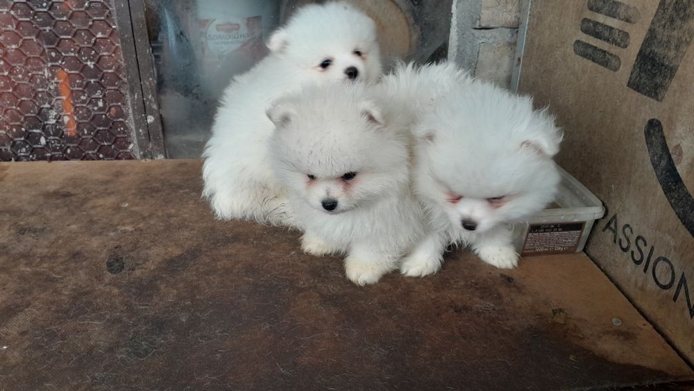 Мини Померанчета