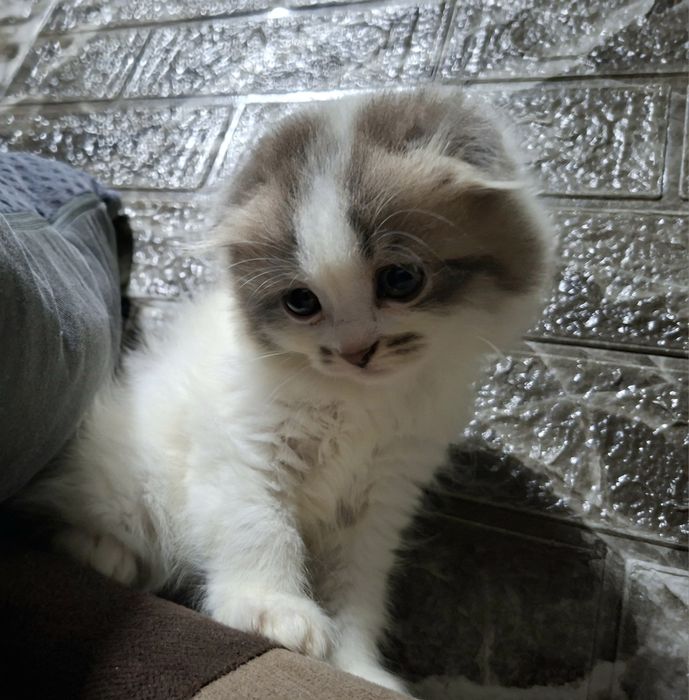 Котята Скоттиш-фолд