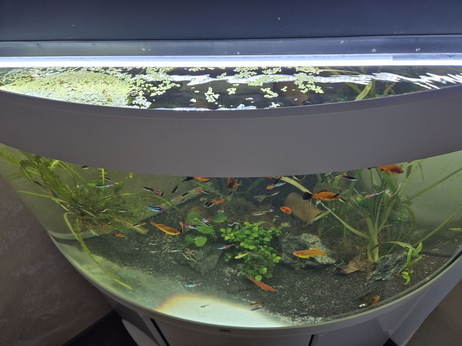 Acvariu pesti exotici juwel trigon led 350 litri
