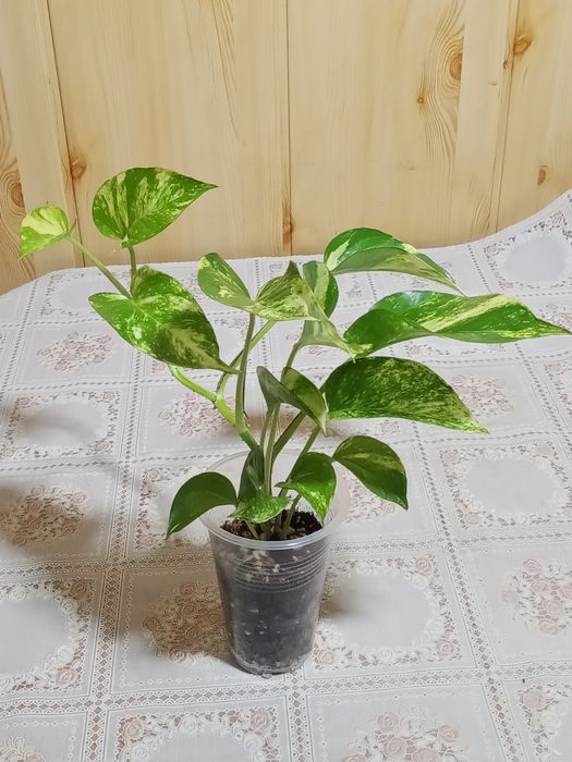 Эпипремнум ауреум