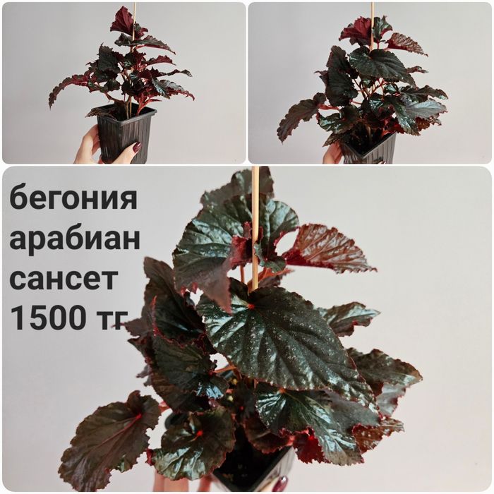 Бегония блак форест, арабиан сансет