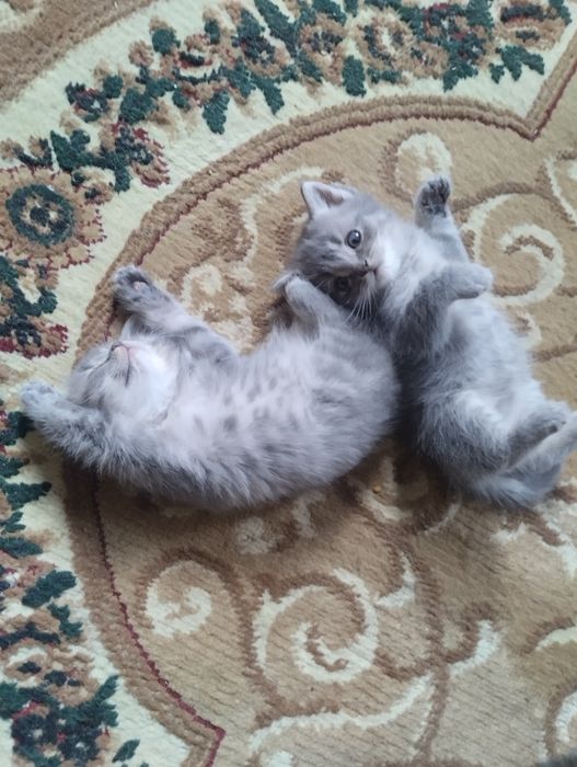 Продам котят чистые британцы