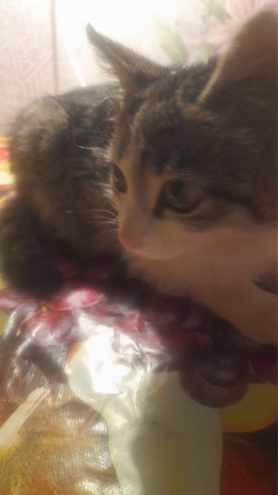 Котенок в надежные руки