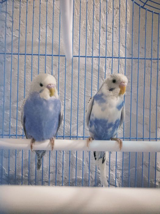 Продаются попугаи