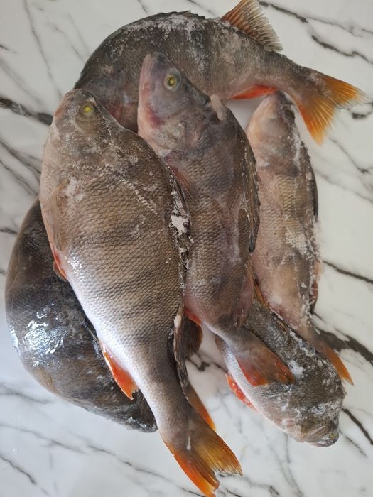 Продам рыбу Окунь