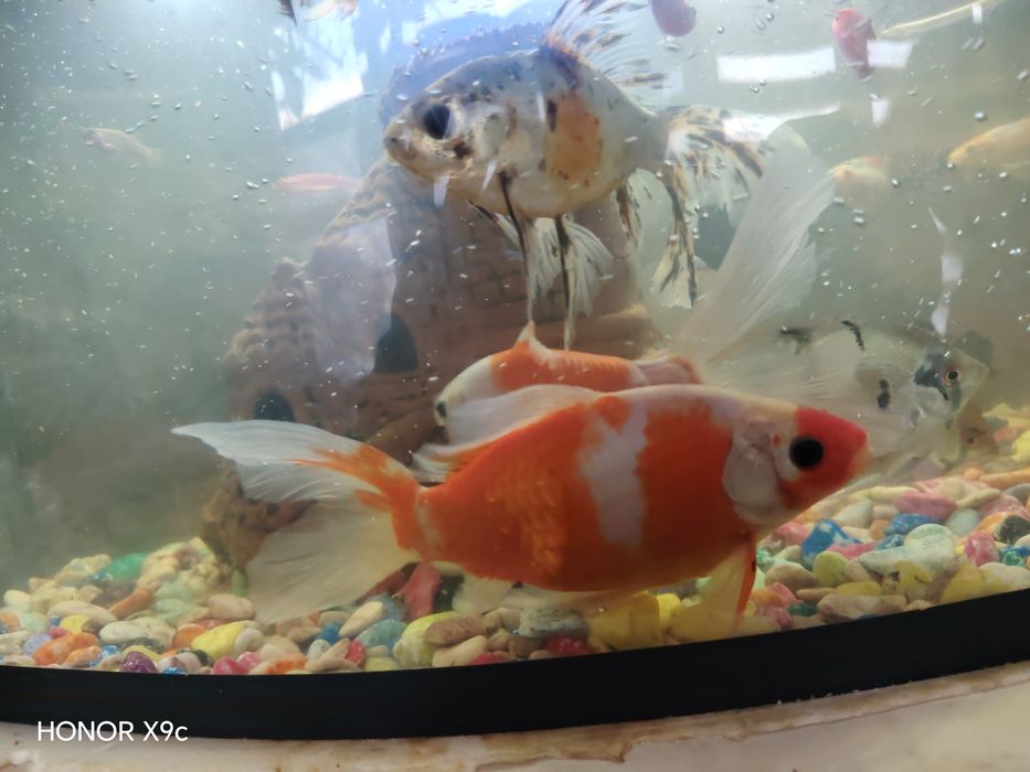 Akvarium Baliqlar 3ta kottasi sotiladi