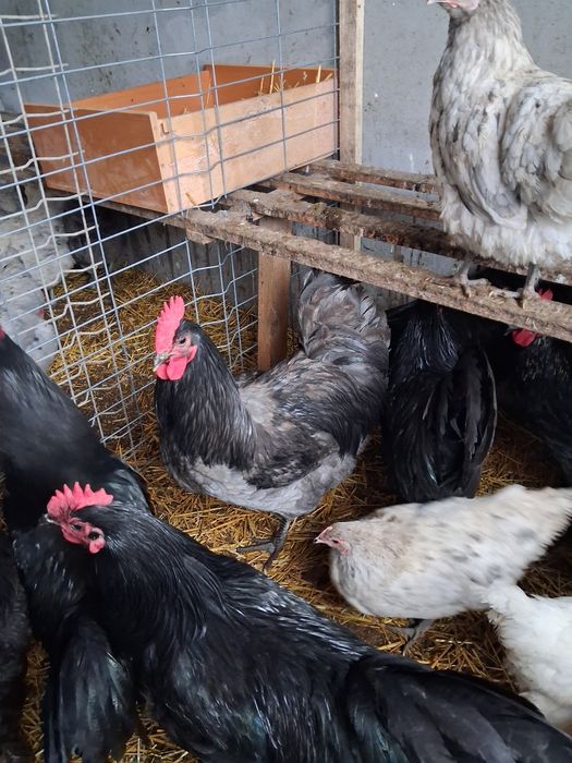 Vând Cocoși și Gaini Australorp