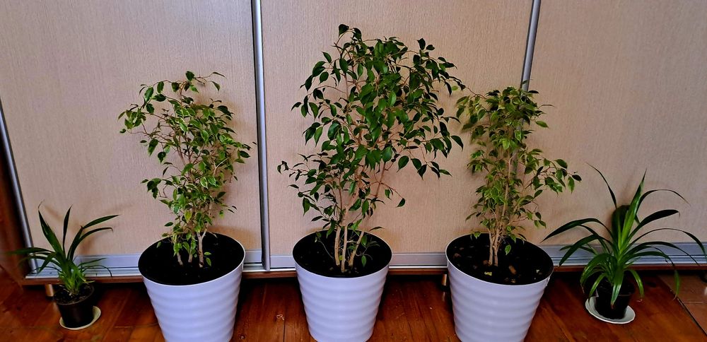 Продам фикусы разного сорта