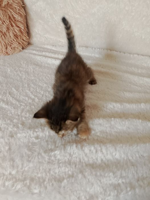 Котята бесплатно