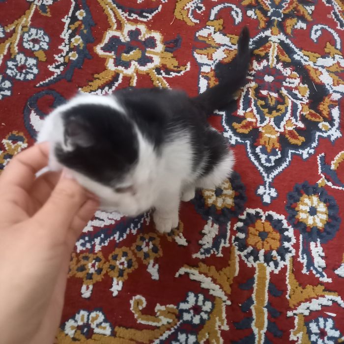 Aq qara misiq kishkene