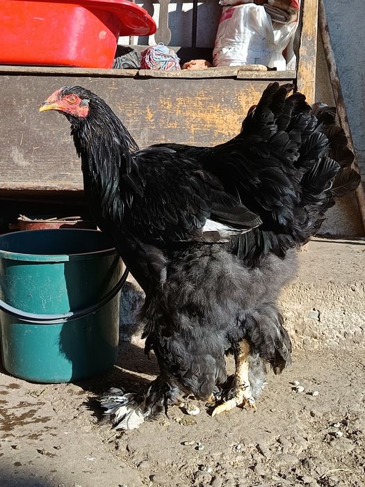 Cocosi Brahma tineri