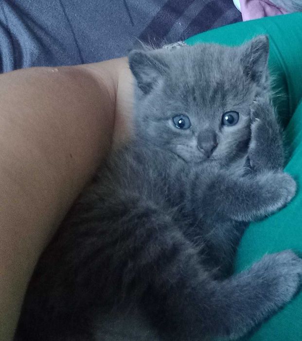 Продам котят британцев