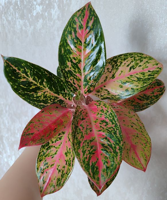 Тайские Аглаонемы